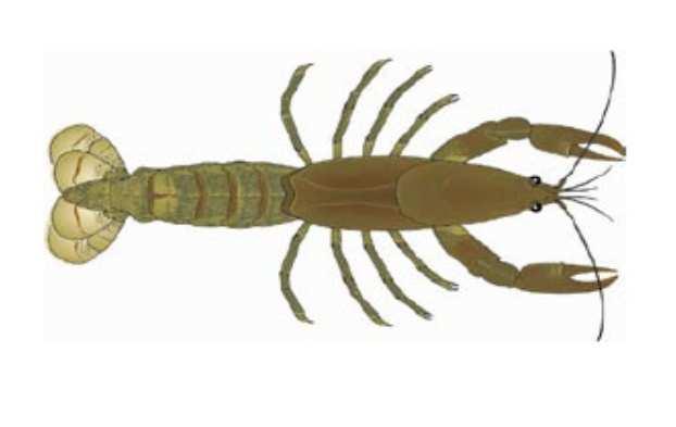 CRAYFISHES Lobster-like with fan shaped tail 30-150 cm Five pairs of walking legs, first pair enlarged with claws Hard body, looks like a small