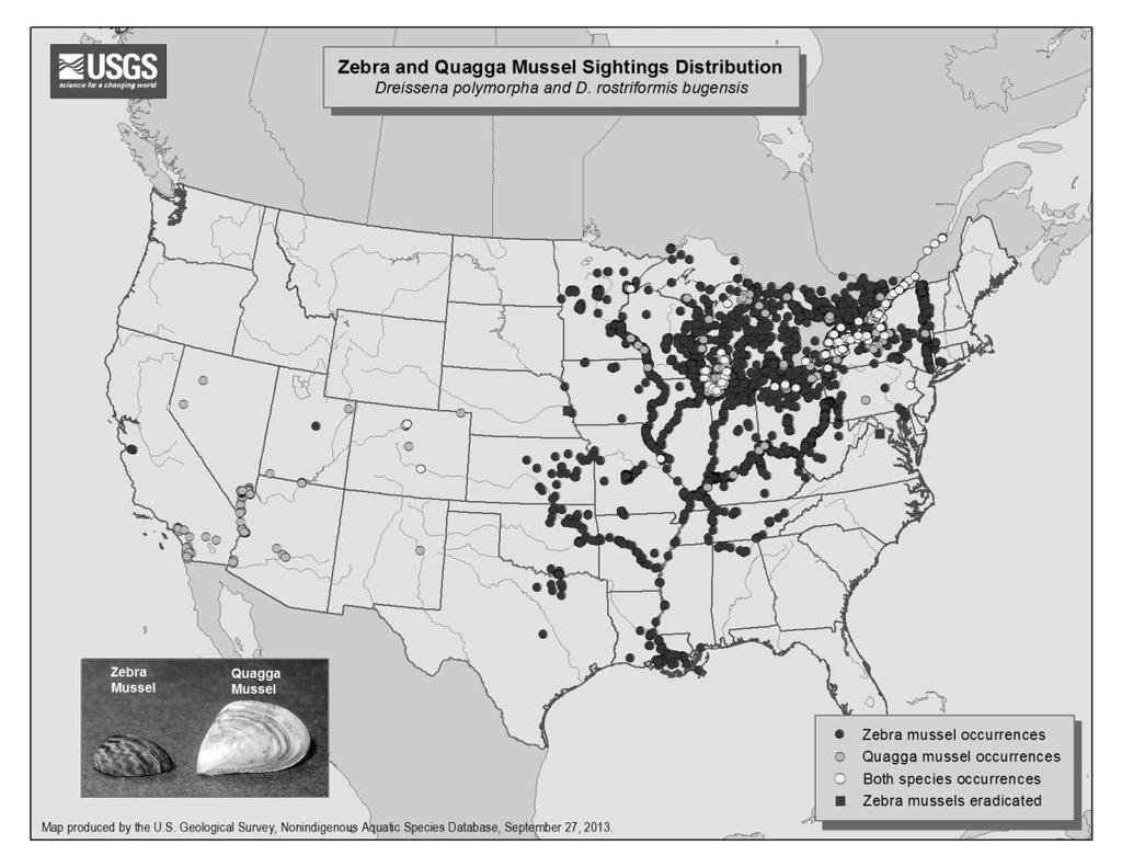 Zebra mussels were first discovered in Missouri in the Mississippi River in 1991. They spread to the mouth of the Mississippi River in less than 10 years.