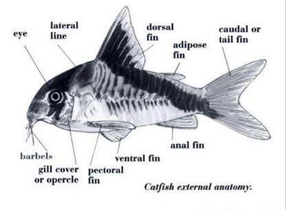 APPLIED ECOLOGY. The conservation status for this fish is not evaluated (IUCN Red List version 3.1). Corydoras fish are common pets for many fish lovers.