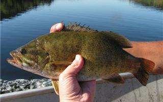 Invasive Fish Species Illegal introduction of invasive species is a