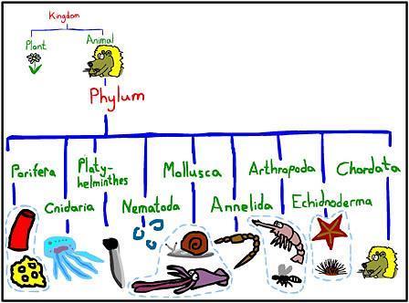 Your project will cover the nine major animal phyla shown above. You will also include some classes in your project.