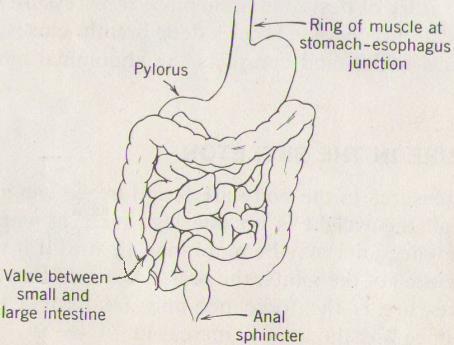 * It has several values and sphincters (circular muscles) which open سهيل جنم for رجاءthe passage ofأ.م.د. food, drink, and their by-products, in a unidirectional flow.
