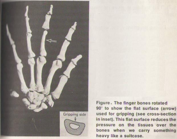 أ.م.د. رجاء سهيل جنم Figure. The surface area of a bone at the joint is greater than its area either above or below the joint.