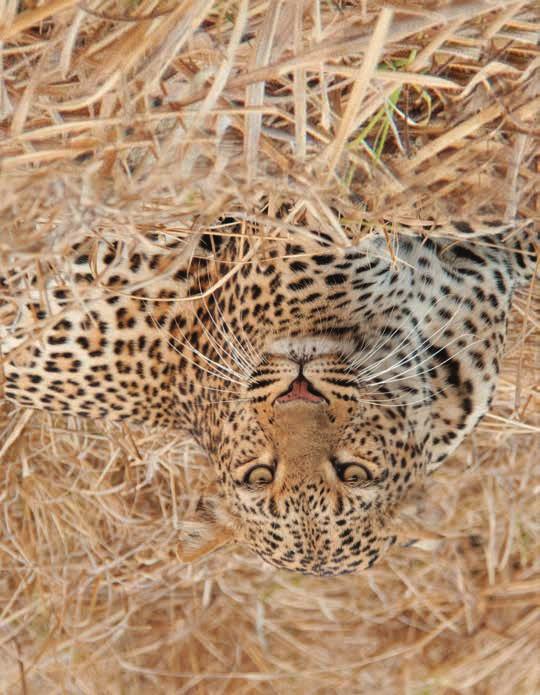 PATTERNS FOR HIDING Look at the hungry leopard! It is hunting in the tall grass.