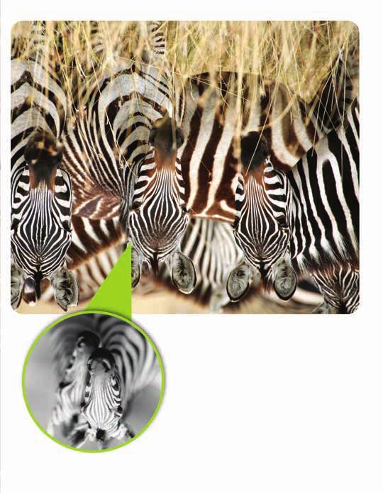 The zebras use disruptive coloration, too! Zebras travel together in a herd.