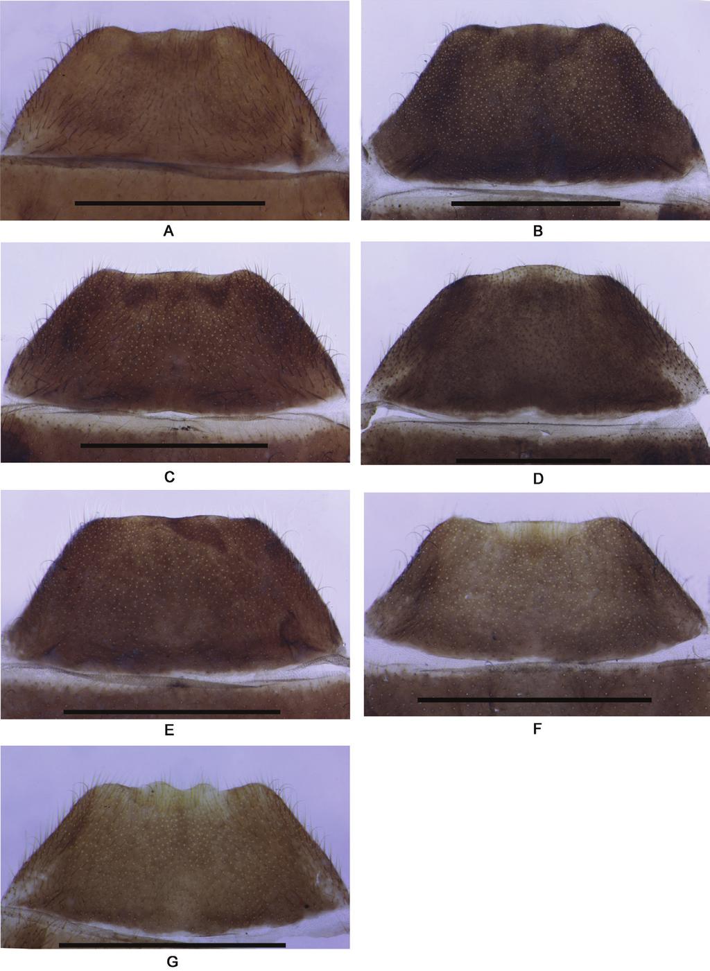 116 Yuxia Yang et al. / ZooKeys 489: 95 123 (2015) Figure 8. Abdominal sternite VIII of female, ventral view: A Fissocantharis sinensis (Wittmer, 1988) B F.