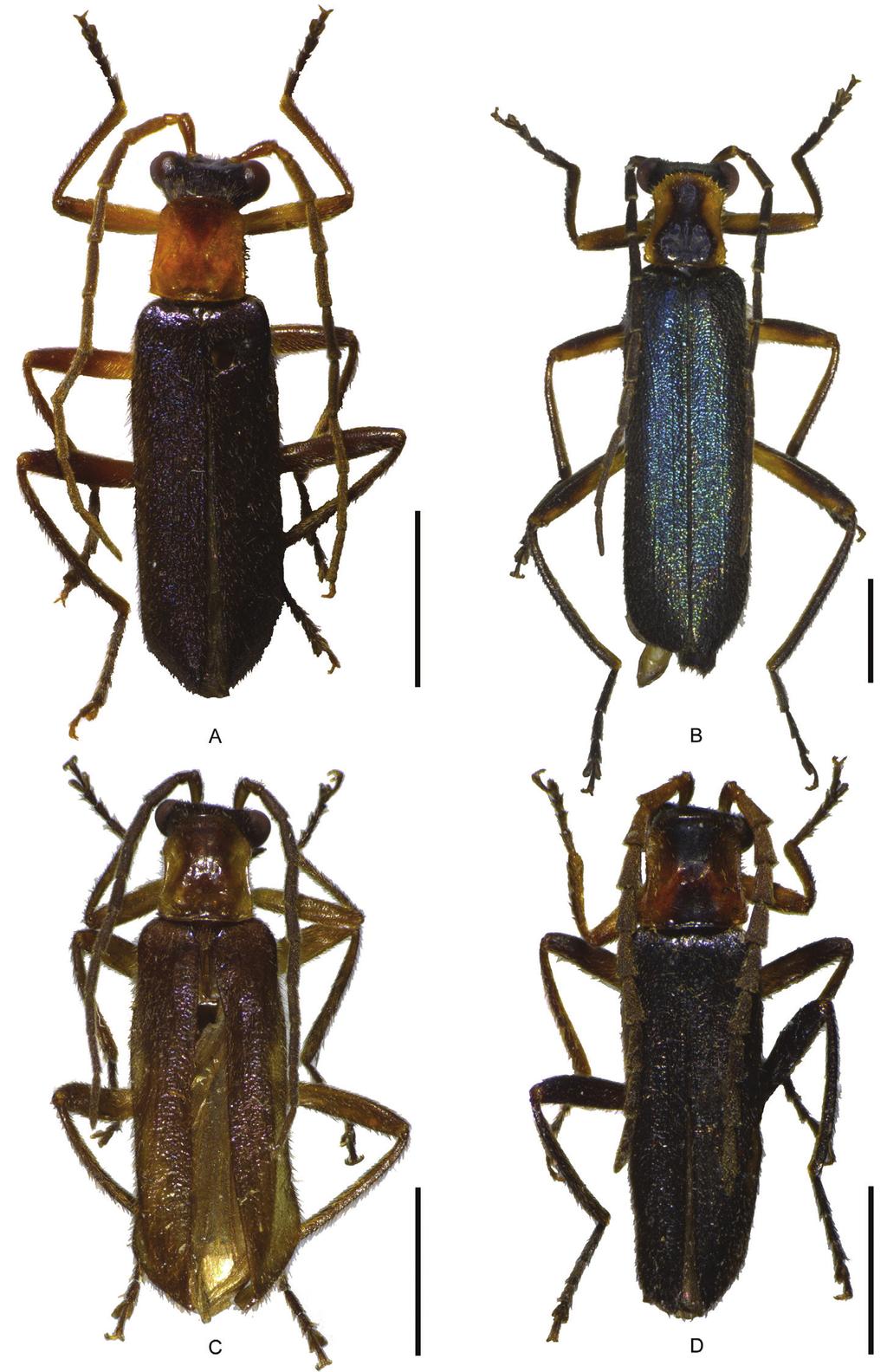 Taxonomy of Fissocantharis Pic (Coleoptera, Cantharidae) from Guangxi, China... 99 Figure 1.