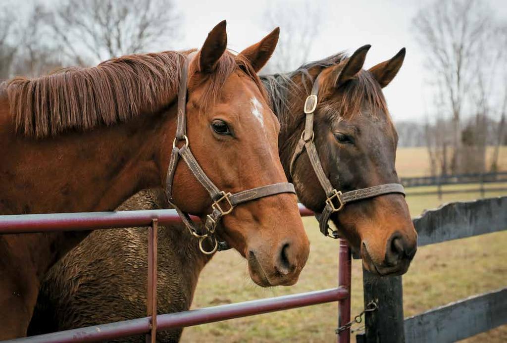 Champion Groupie Doll, left, enjoyed a winter break from racing with