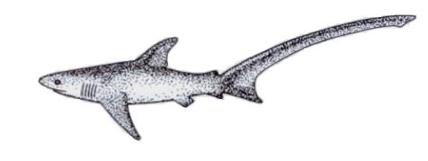 3 4 This open-ocean shark feeds on squid and small schooling fish. It is reported to use its extraordinarily long tail to stun the fish it preys upon, feeding on the outer members of the school.