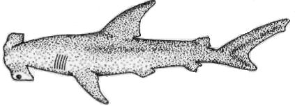 10 11 Common on shallow rocky and coral reefs, this shark is often found lying inactive on the bottom. It is one species that does not need to swim continuously to breathe.