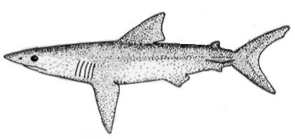 12 This shark is an open-ocean, active swimmer that is occasionally seen in shallow water. It is aggressive, strong, and very dangerous to humans.