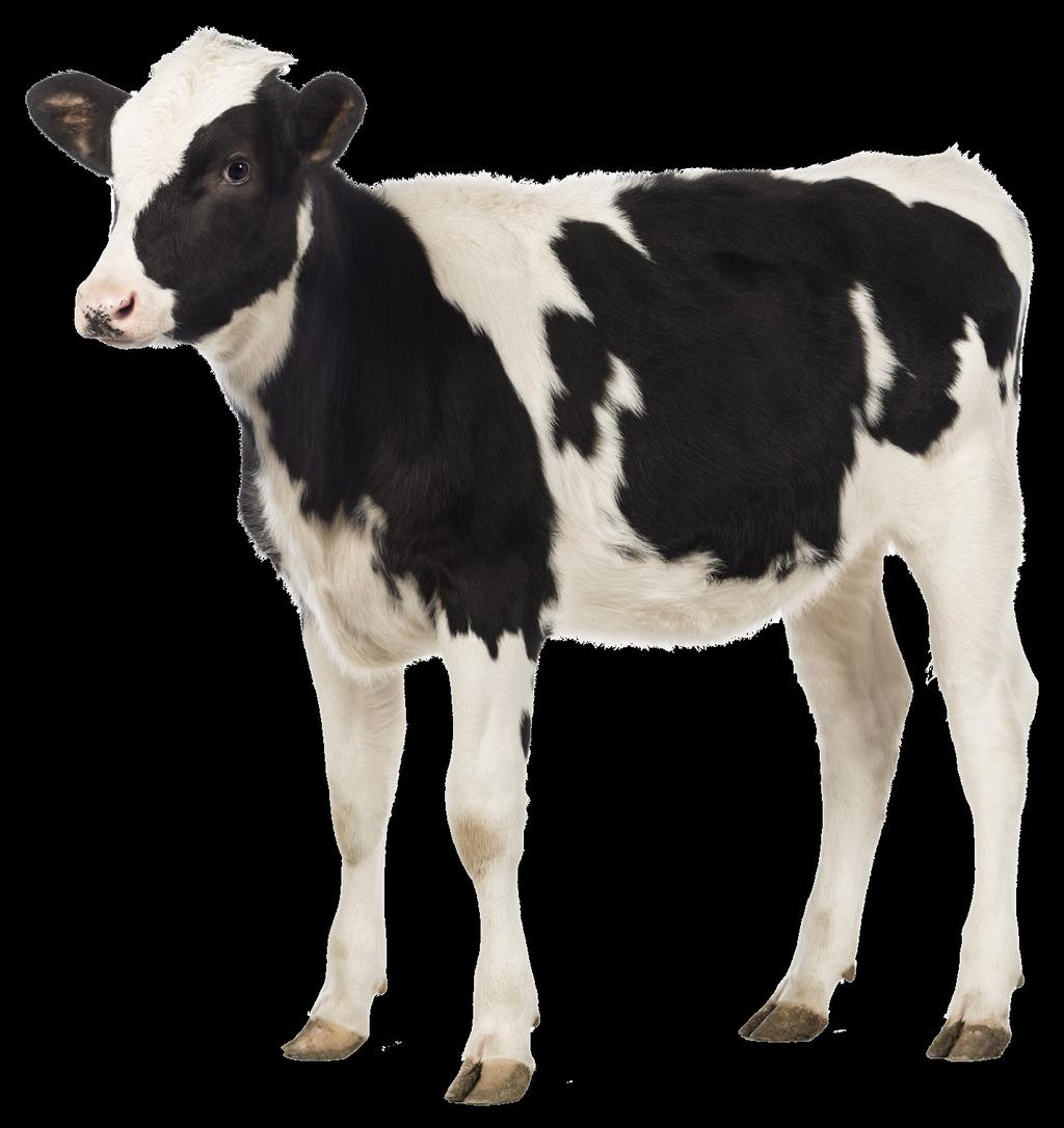Calf Health Basics Jillian Bohlen, Assistant Professor, Department of Animal and Dairy Science Emmanuel Rollin, Clinical Assistant Professor, College of Veterinary Medicine A core philosophy for