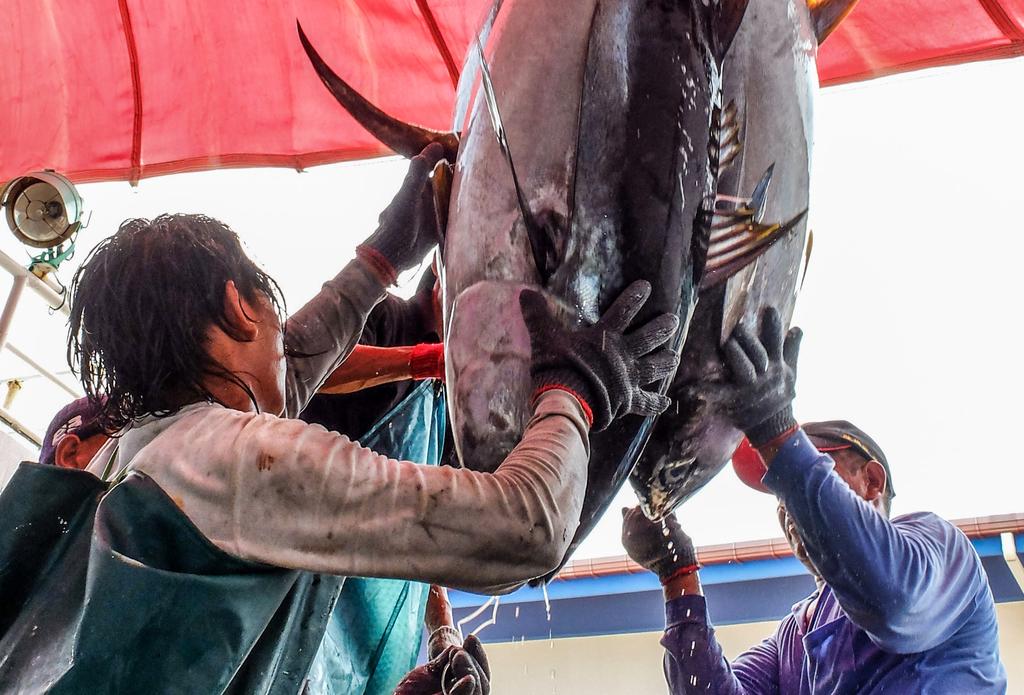 WETJENS DIMMLICH / W FACTSHEET APRIL 2015 WF SFI Smart Fishing Initiative (SFI): species overview YELLOWFIN TUNA (Thunnus albacares) Region: Indian Ocean IOTC status 2014: not subject to overfishing