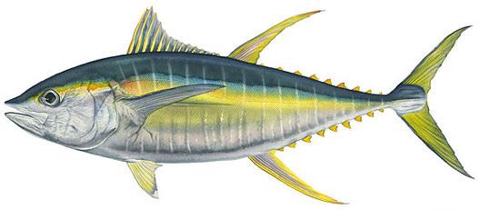According to Indian Ocean Tuna Commission (IOTC) data as of September 2014, yellowfin is not subject to overfishing in the region, despite catches exceeding maximum sustainable yield (MSY)