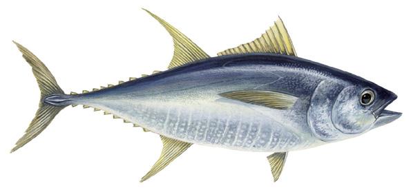 Habitat, distribution & reproduction Found in the subtropical and tropical areas of the Indian, Atlantic and Pacific Oceans, yellowfin tuna are a highly migratory epipelagic species.