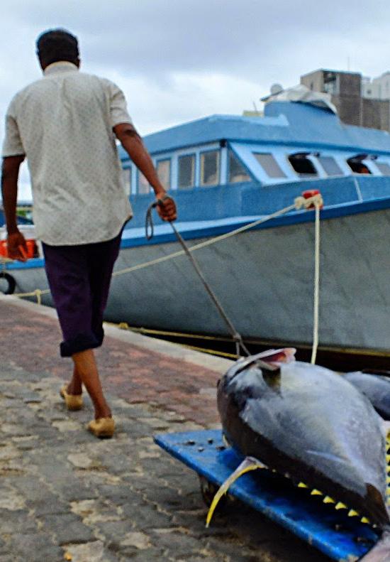 9 YEARS maximum lifespan of yellowfin tuna in the Indian Ocean [5], though few individuals are thought to live past 4 years [1]. 37% of Indian Ocean yellowfin are caught using purse seine nets.