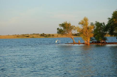 Habitat At normal pool elevation (951.4'), Waurika Reservoir is about 11 miles long with an average width of 1.5 miles.