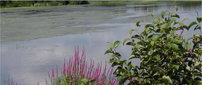 Loosestrife Watch