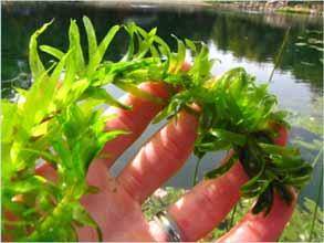 Brazilian Waterweed Stems can reach 15 feet in length. Leaves arranged in whorls of 4-6 leaves. Leaves are ¾ - 2 inches long & serrated. Leaves are attached directly to the stem.