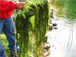 It can out compete Eurasian water milfoil.