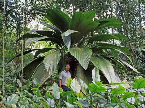 With 170 taxa in the genus as well as several undescribed species in cultivation, it is also one of the largest genera in the palm family.