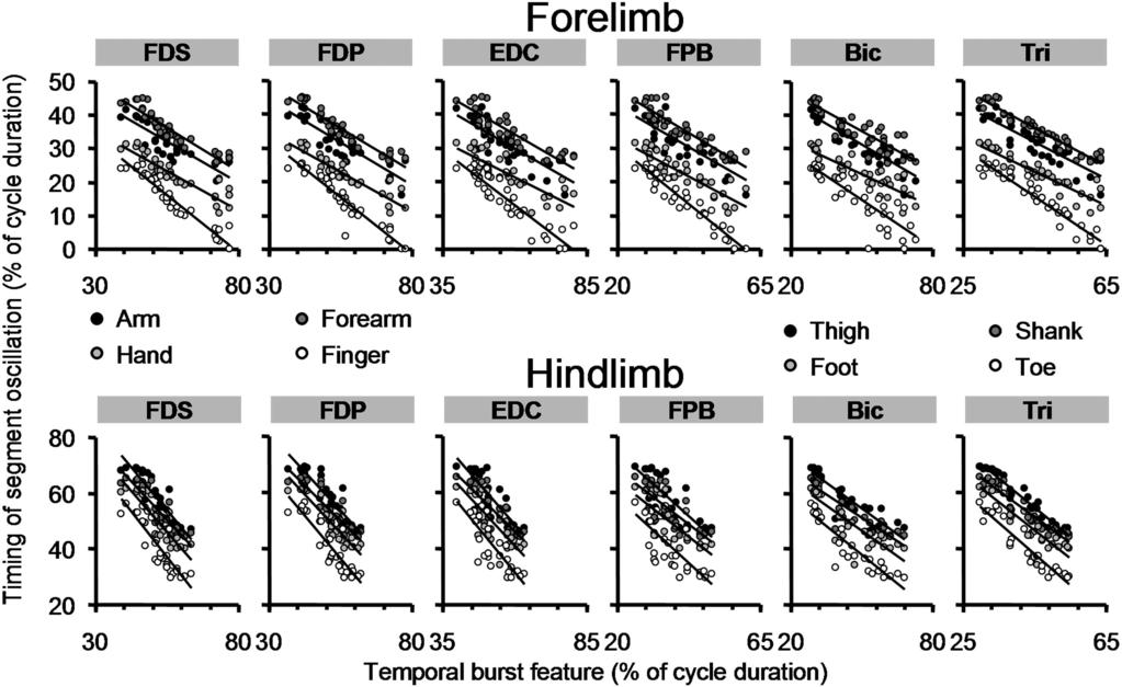 3138 COURTINE ET AL. FIG. 9. Temporal coordination between muscle activity and oscillations of HL and FL segments. The timing of FL (top) and HL (bottom) segment oscillations is plotted vs.