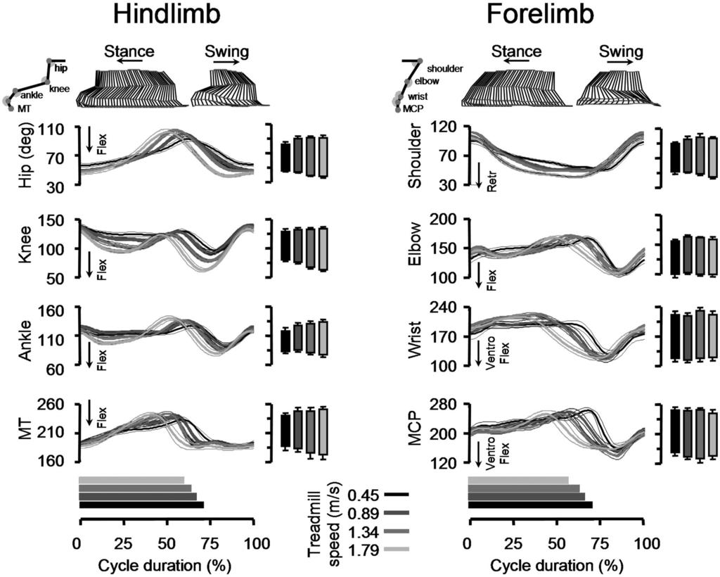 3132 COURTINE ET AL. FIG. 3. Time course of hindlimb and forelimb joint angle changes during the gait cycle.