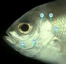 Operculum The preopercle points (O1-O3) might not be visible in certain fishes.