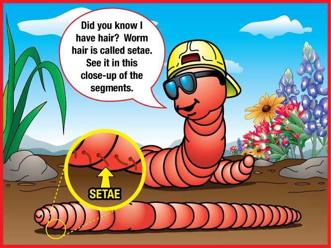 How does and Earthworm move? Ppt 29 *Picture is in the kit Earthworms need to grip as they move along.