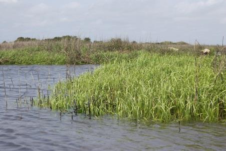 Did you know? Salt marsh soils and grasses protect the shoreline by buffering waves, absorbing excess water, and slowing down storm surges.