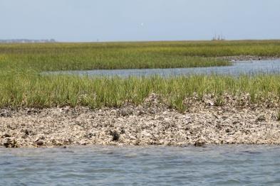 STEP 2: LOOK AT ALL THE OPTIONS Main Erosion Control Methods for Shorelines in North Carolina Estuaries Vegetation Oyster Reefs Marsh Sills Riprap Breakwaters Bulkheads Some of the methods used to