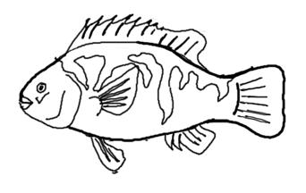 Scup Commonly known as porgy, scup eat by grabbing food with their front teeth and can crush even the hard shells of crabs and small lobsters with their powerful molars.