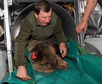 The brown-bear censuses of 2005 were organized in the same way as those of previous years.