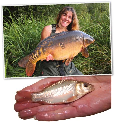 limit? For me being a carp and coarse fish farmer these are exciting times as our strain of carp is being well documented and stockings photographed and detailed growth records kept.