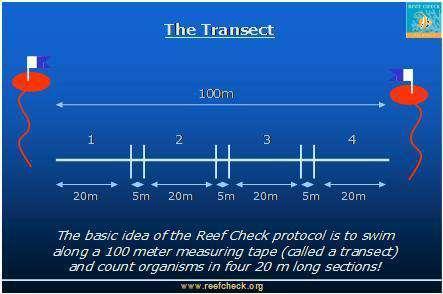Reef Check surveys are conducted along two depth contours (3 m to 6 m and 6 m to 12 m depth).