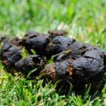Dogs often go for walks in the woods and their poo is sometimes left behind by careless owners.