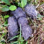 Never touch dog poo, it contains nasty bugs that could make you ill.
