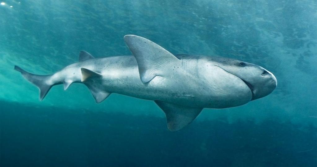 Sevengill Shark,