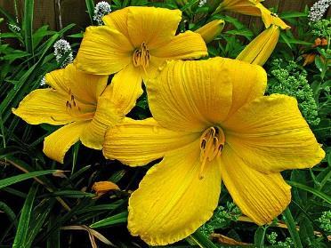 RADS Summer Newsletter 2018 Message from the President Most of our daylilies have quit blooming, but the fun is not over yet!