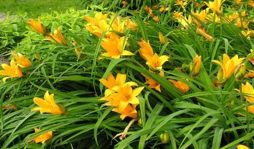 (804) 520-0807 Daylily Show Paulette Miller Michael Miller (804) 520-0807 Summer Gardening Tips With this year s intense summer heat, take time to trim the dead