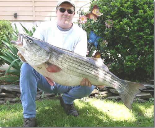 Striped bass, Morone saxatilis, is an anadromous species native to the east coast of North America.
