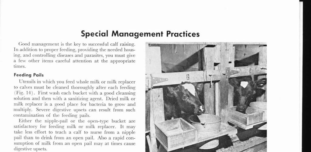 Good management is the key to successful calf raising.