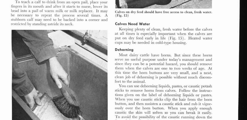 Feeding Pails Utensils in which you feed whole milk or milk replacer to calves must be cleaned thoroughly after each feeding (Fig. 14).