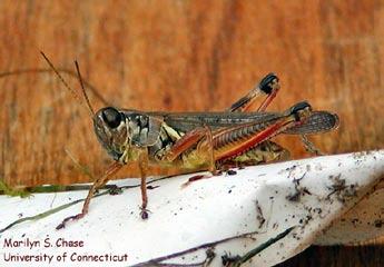Grasshopper Order - Orthoptera Found in tall grass, open woods Size - 3/8 inch to 3 inches depending on species Food -