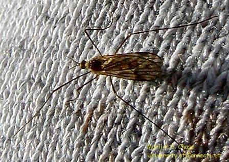 Mosquito Order - Diptera Found near water and swamps Size - 1/8 to 1/4 inch Food - Females -
