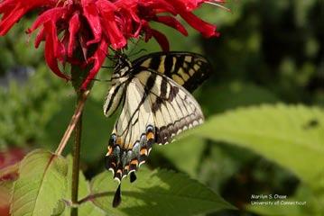 Swallowtail Butterfly Order - Lepidoptera Found in areas with flowers Size - Wingspan 4 to 5 7/8 inches Food -