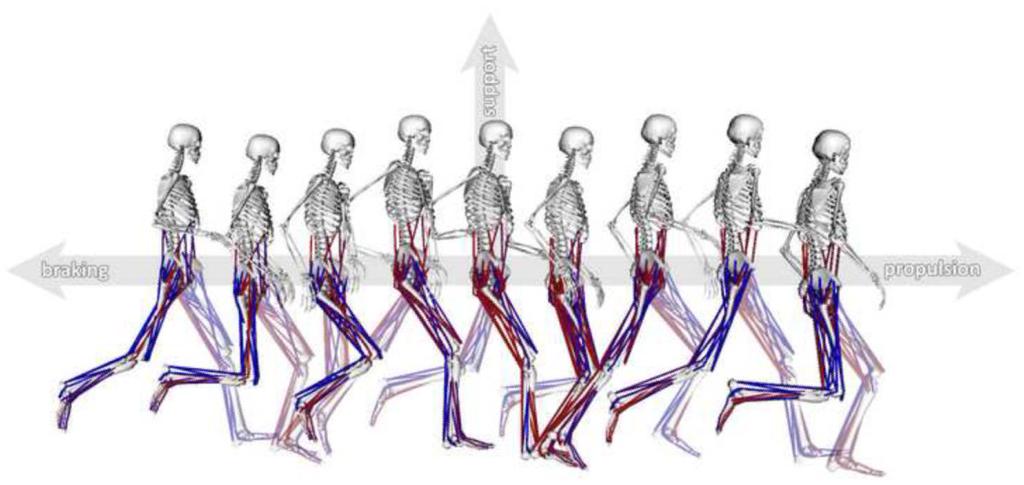 Hamner et al. Page 10 Figure 1. Snapshots from a simulation of the running gait cycle. The simulation starts at left foot contact and ends at subsequent left foot contact, with a total duration of 0.