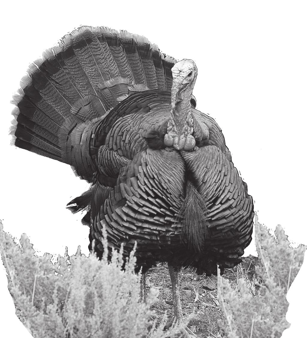 NE VA DA DEPARTMENT OF WILDL IFE 2013 SPRING WILD TURKEY Application Instructions and Season Regulations A TAG IS REQUIRED TO HUNT WILD TURKEY IN NEVADA 2013 Spring Turkey dates and limits are set by