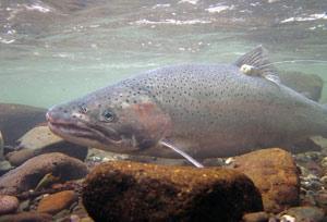 NOAA Projects Support Species Recovery We continue to focus on in protecting and recovering threatened and endangered species Recent successes driven by fish passage and hydro system