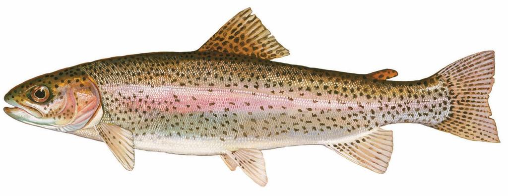 Species of the Month Text and Graphic From: http://www.ncwildlife.org/portals/0/fishing/documents/rainbow_trout_profile.